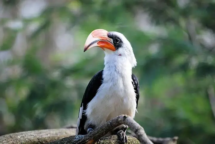 Jackson's  Hornbill